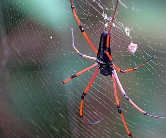 sennik Sen o pająku